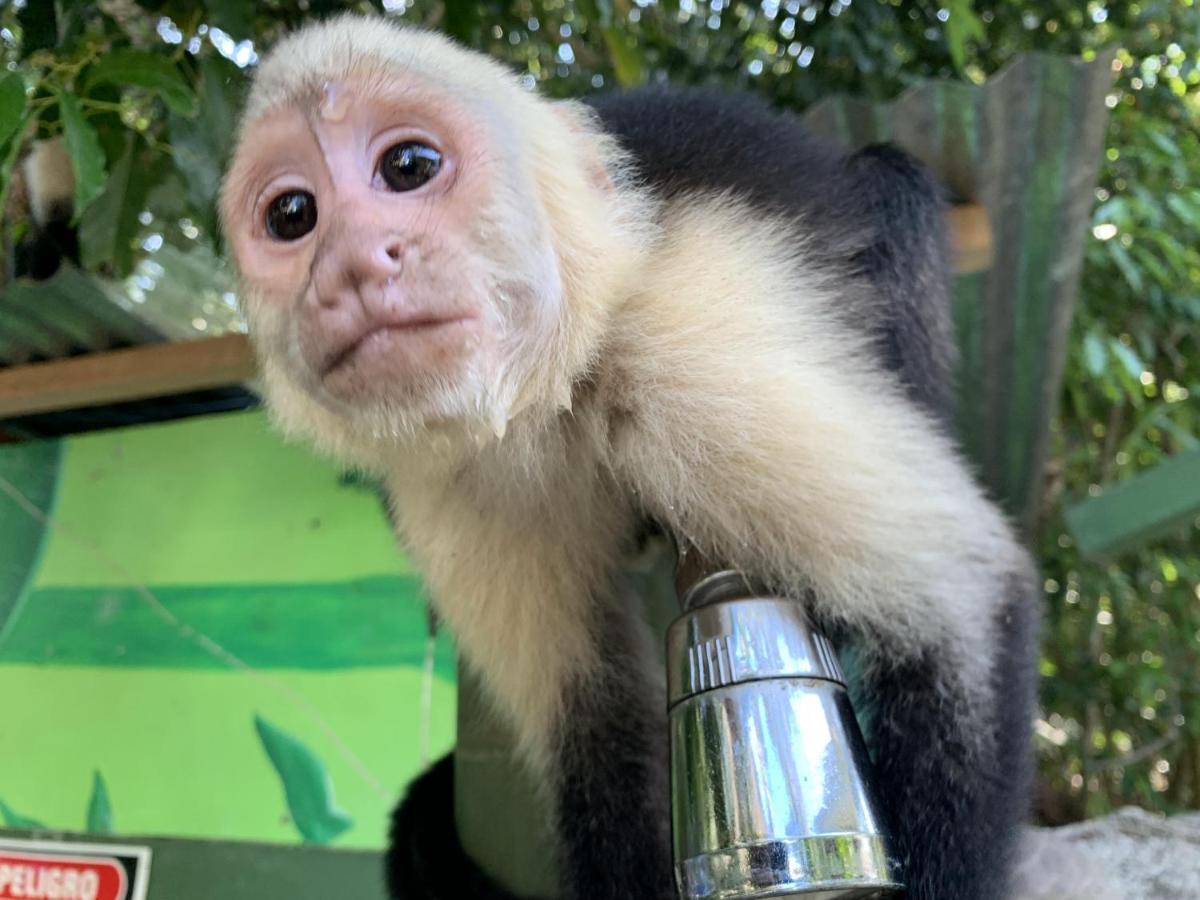 La Posada Jungle Hotel Manuel Antonio Dış mekan fotoğraf