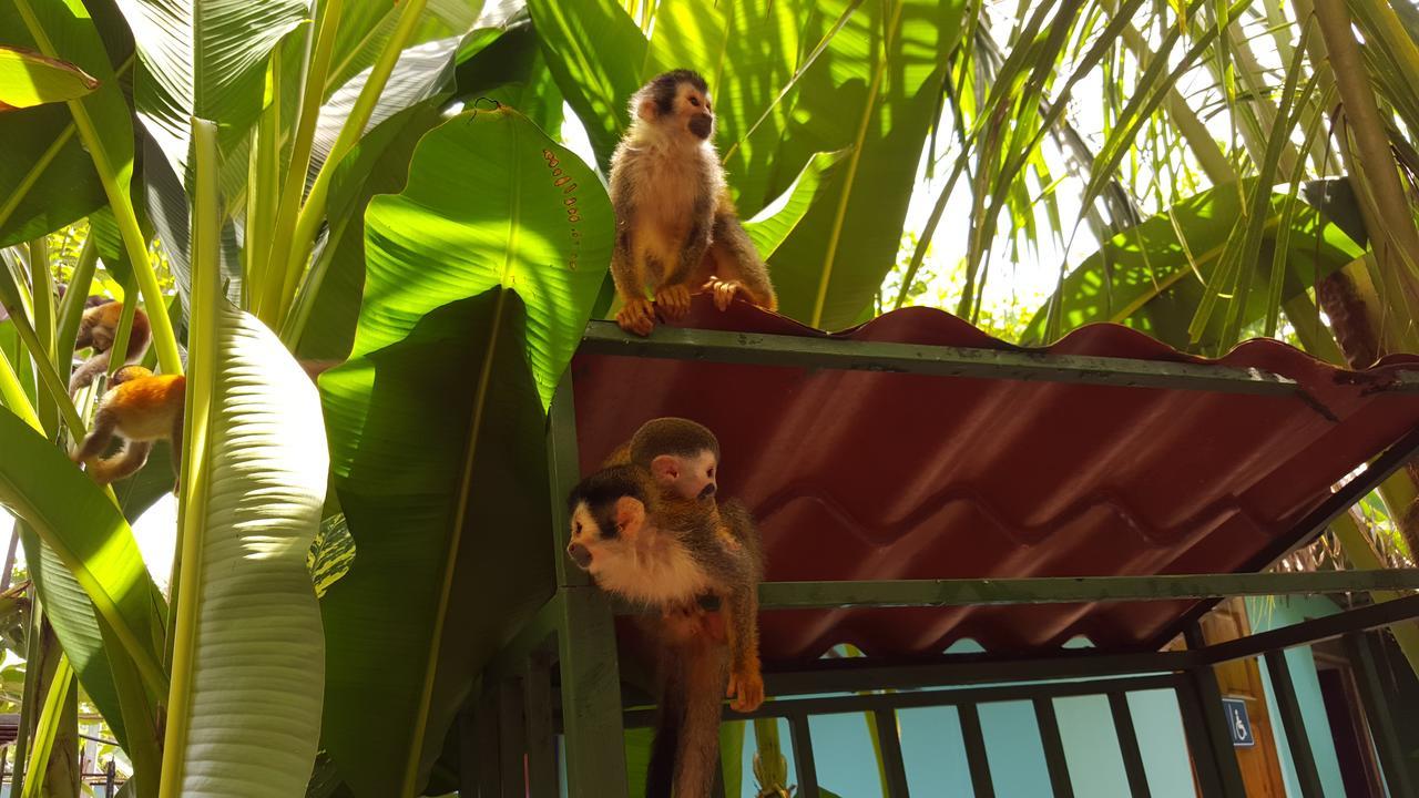 La Posada Jungle Hotel Manuel Antonio Dış mekan fotoğraf